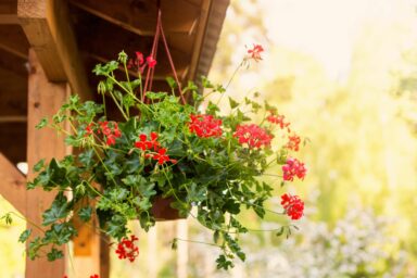 hanging flowers scaled