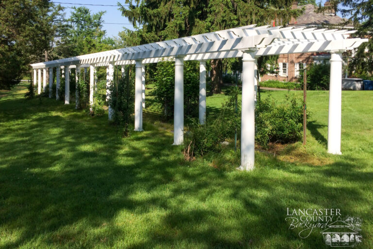 backyard garden pergola