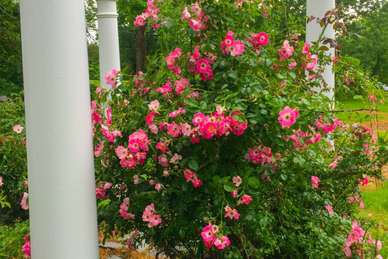 custom garden tunnel pergola
