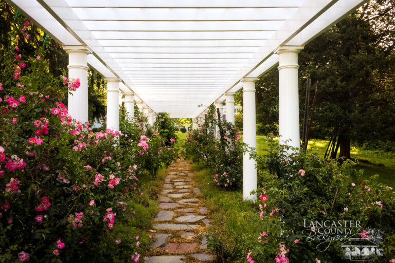 garden pergola